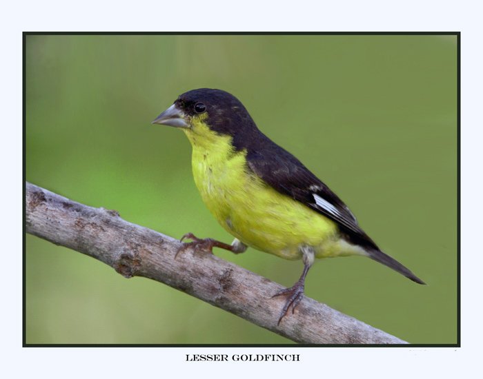 3375 lesser-goldfinch.jpg